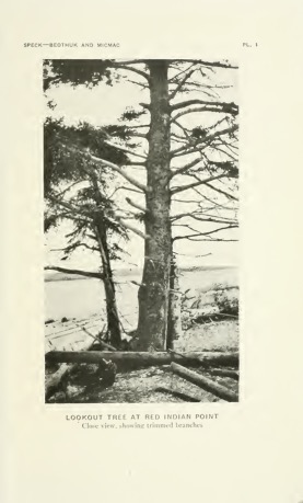 Lookout Tree at Red Indian Point. Close view showing trimmed branches. A black-and-white photograph of a tall tree on the shore of a lake. Various logs pile around the base of the tree, and another shorter tree with leaves stands behind the tree that is closer to the lens of the camera. A blurry background lies beyond the lake.