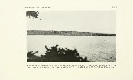 View across Red Indian Lake from Red Indian Point, taken from near the top of "lookout tree." Showing view of the water where caribou swam by A black-and-white photo of a view of a lake from the top of the tree, with a blurry outline of leaves obscuring the view of the lake and the distant shore across it.